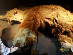 Ruskí a japonskí vedci oživili bunky vyhynutého mamuta